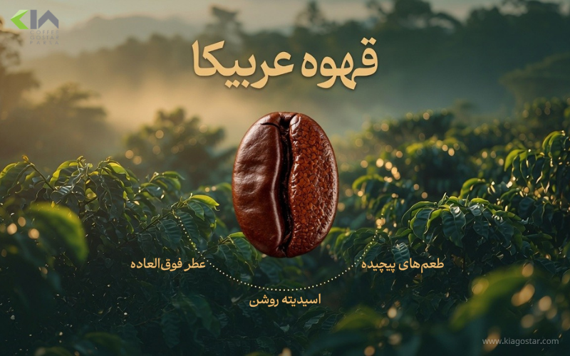 بهترین دان قهوه عربیکا